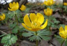 Ученые нашли в цветке из Кыргызстана вещества, уничтожающие раковые клетки