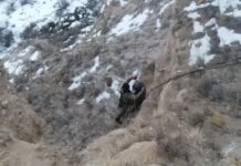 Жардан түшө албай калган жаран куткарылды