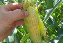 Министр дыйкандарга жүгөрү данын сатууга уруксат бербей жатат