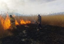 На Иссык-Куле мужчина искал свой скот среди камышей и устроил поджог