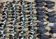 Майна аттуу ала канат чыйырчыктар, 25 чөө жана 170 сагызган атылды