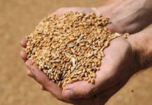 Кыргызстан ввел временный запрет на экспорт ряда продуктов и сельхозтоваров