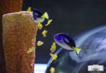 Өзбекстанда Орто Азия боюнча алгачкы океанариум ачылды