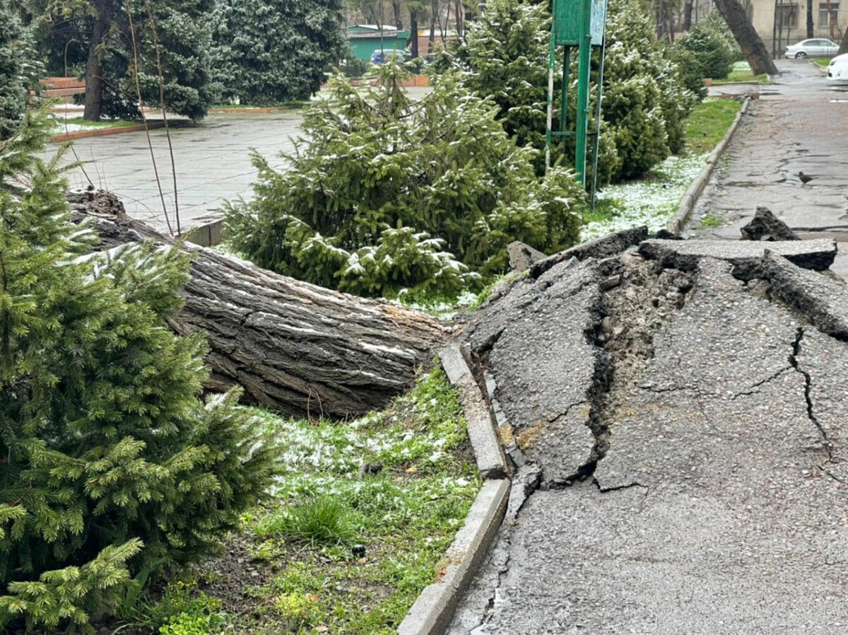 482157a3 108f 40f7 87d8 f699a7d1ef29 Возле театра оперы и балета в Бишкеке упало дерево. ФОТО