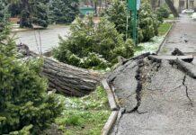 В Бишкеке автовладельцев просят не парковать машины рядом с деревьями