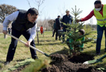 Садыр Жапаров “Жашыл мурас” улуттук өнөктүгүн баштады