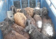 Өзбекстанга чек арадан малдарды мыйзамсыз өткөрүүгө аракет кылынган