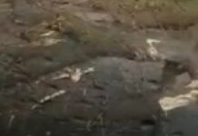 На маршрутку с депутатами Бишкекского и Ошского горкенешей упало дерево