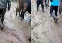 Акылбек Жапаров поручил заасфальтировать все скотные рынки страны