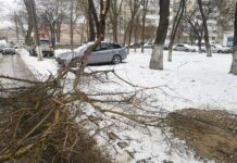 Мэрия айдоочуларга: Унааларды бактардын алдына токтотпогула!