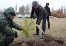 Талас ОИИБнин кызматтык үйлөрүнүн айланасына карагайлар тигилди