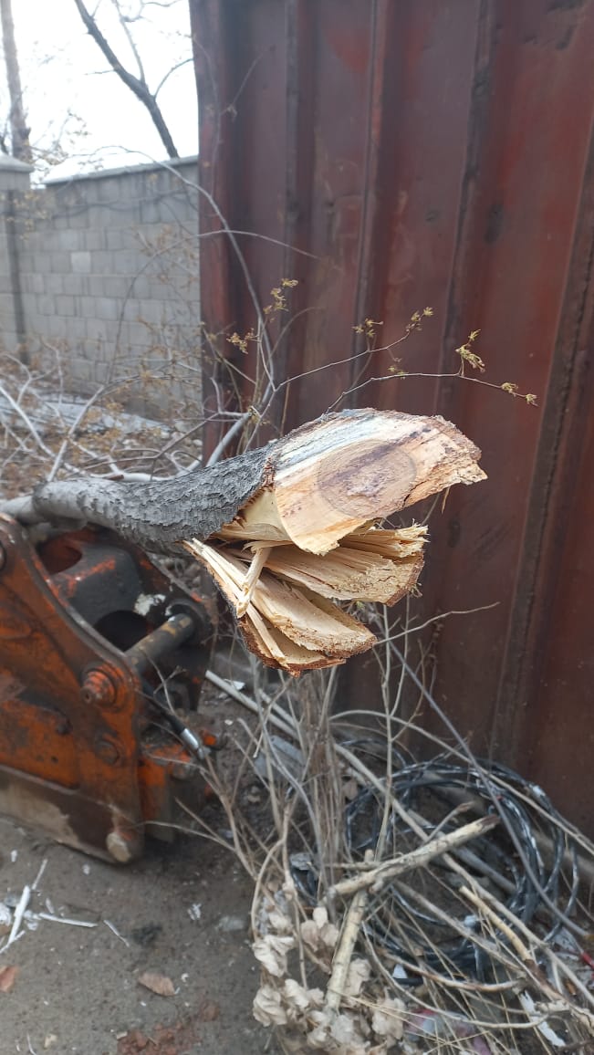 WhatsApp Image 2022 03 24 at 11.29.34 В Бишкеке за вырубку деревьев оштрафована стройкомпания