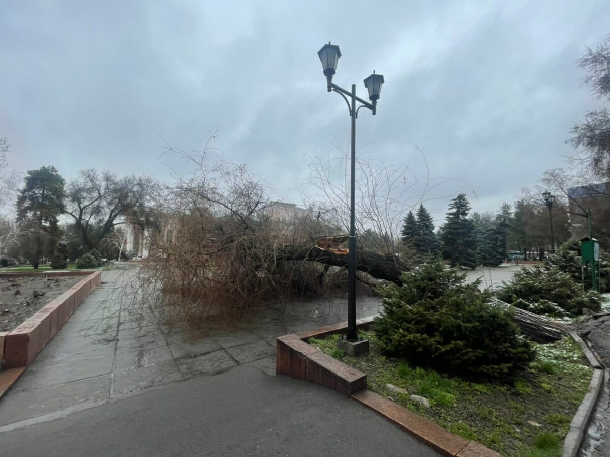 a7157387 6bf1 483e ab8d a8c7398e9886 Возле театра оперы и балета в Бишкеке упало дерево. ФОТО