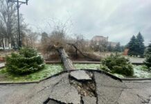 Возле театра оперы и балета в Бишкеке упало дерево. ФОТО