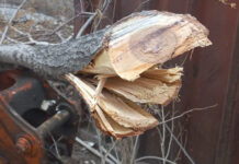 В Бишкеке за вырубку деревьев оштрафована стройкомпания