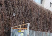 Мэрия: Таштанды нан азыктары үчүн 120 атайын урна орнотулду