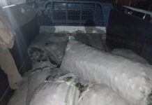 Жер семирткич менен бадыраң аткезчилик жол менен алып өтүү фактысы аныкталды