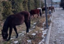 Депутат предлагает увеличить штрафы и отнимать у фермеров скот за его выпас в неположенных местах