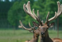 В Кыргызстан из Алтая привезут 35 маралов