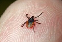 Бишкекте 22 адамды кене чакты