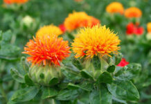 Жумгал районунда сафлор өсүмдүгү эгилди