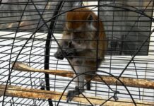 В зоне отдыха близ Бишкека обезьяну держат в тесной клетке, — ОФ «Бугу-Эне»