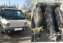 Ала-Букада аткезчилик фактысы аныкталды