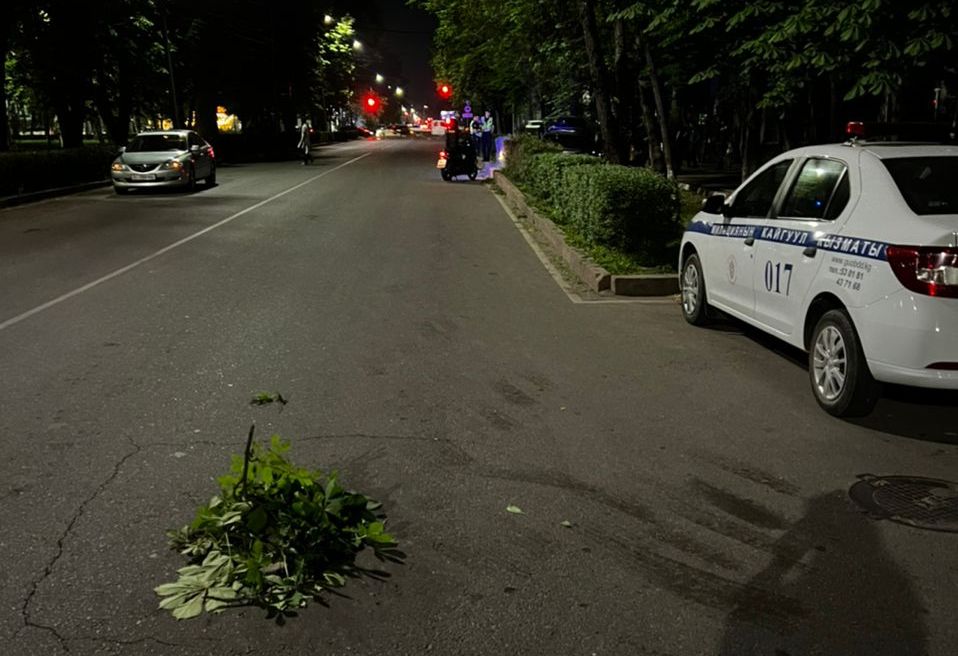 74d98130 c7b8 44a2 a37d d82402a7553a В Бишкеке "BMW" наехала на открытый люк и врезалась в дерево. ФОТО