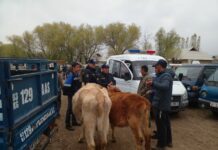 Кызыл-Кыя шаарында “Мал ууру” иш-чарасы өткөрүлдү