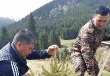 Барскоондогу токойго Тянь-Шань карагайынын 3400 даана көчөттөрү отургузулду