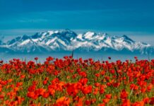 Завораживающее зрелище! Близ Бишкека зацвели маковые поля. ФОТО