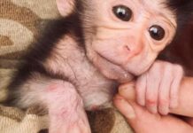 Бишкектеги реабилитациялык зоопаркында маймыл туулду