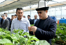 Садыру Жапарову показали инновационную теплицу в Иссык-Ате. ФОТО