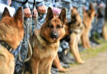 ИИМде кызмат өтөгөн атайын даярдыктагы кызматтык иттер алмаштырылгыс жардамчылар, – Видео