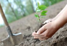 В Бишкеке на акции по высадке деревьев можно будет пройти медосмотр и сдать тест на ВИЧ