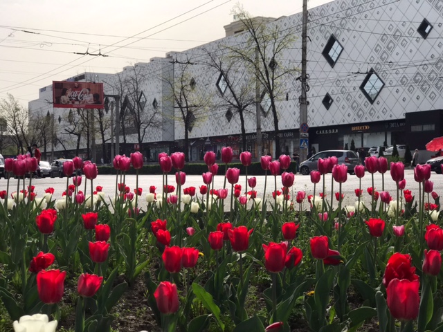 image4 10 Красота! На клумбах Бишкека зацвели тюльпаны. ФОТО