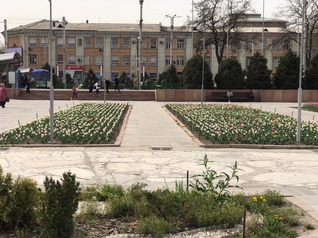 image6 5 Красота! На клумбах Бишкека зацвели тюльпаны. ФОТО