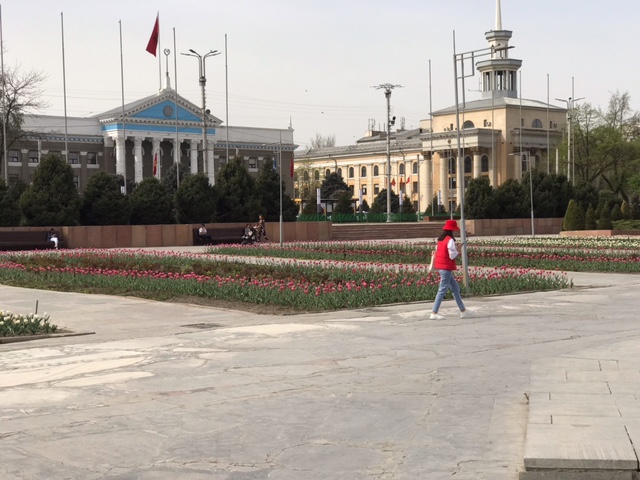 image7 3 Красота! На клумбах Бишкека зацвели тюльпаны. ФОТО