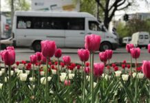 Красота! На клумбах Бишкека зацвели тюльпаны. ФОТО