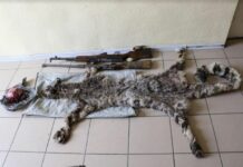 На Иссык-Куле браконьеры застрелили снежного барса. ФОТО