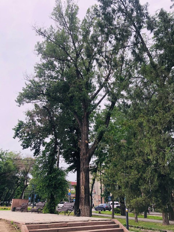 1186d9c6 f36a 49ba adf4 3776c2893726 Жук-короед уничтожает деревья в Бишкеке. Горожане требуют принять меры. ФОТО