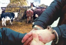 ИИМ жарандарды малына сак болуп, милицияга дароо кайрылуу керектигин суранат