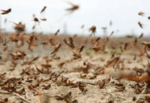 В Аксыйском районе нашествие марокканской саранчи. ВИДЕО