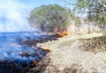 Көлдө кургак чөптөн өрт чыгып, беш гектар жер өрттөндү