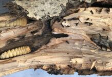 Жук-короед уничтожает деревья в Бишкеке. Горожане требуют принять меры. ФОТО