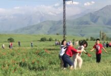 Любители фотосессий на маковых полях вытаптывают посевы. Доходит до драк с фермерами