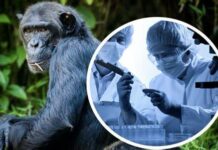 Дүйнөдө маймыл чечегин жуктуруп алгандардын саны 92ге жетти