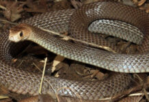 Дзержинск көчөсүндөгү үйлөрдүн биринен жылан чыкты