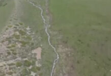 В Минприроды опровергли, что из-за действий ОсОО «Альянс-Алтын» в долине Джер-Уй гибнет скот