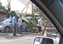 В Бишкеке из-за сильного ветра дерево упало на машину. ВИДЕО